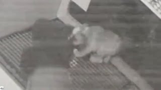 Bulldog Puppies Stolen From Pet Store [Surveillance Video]