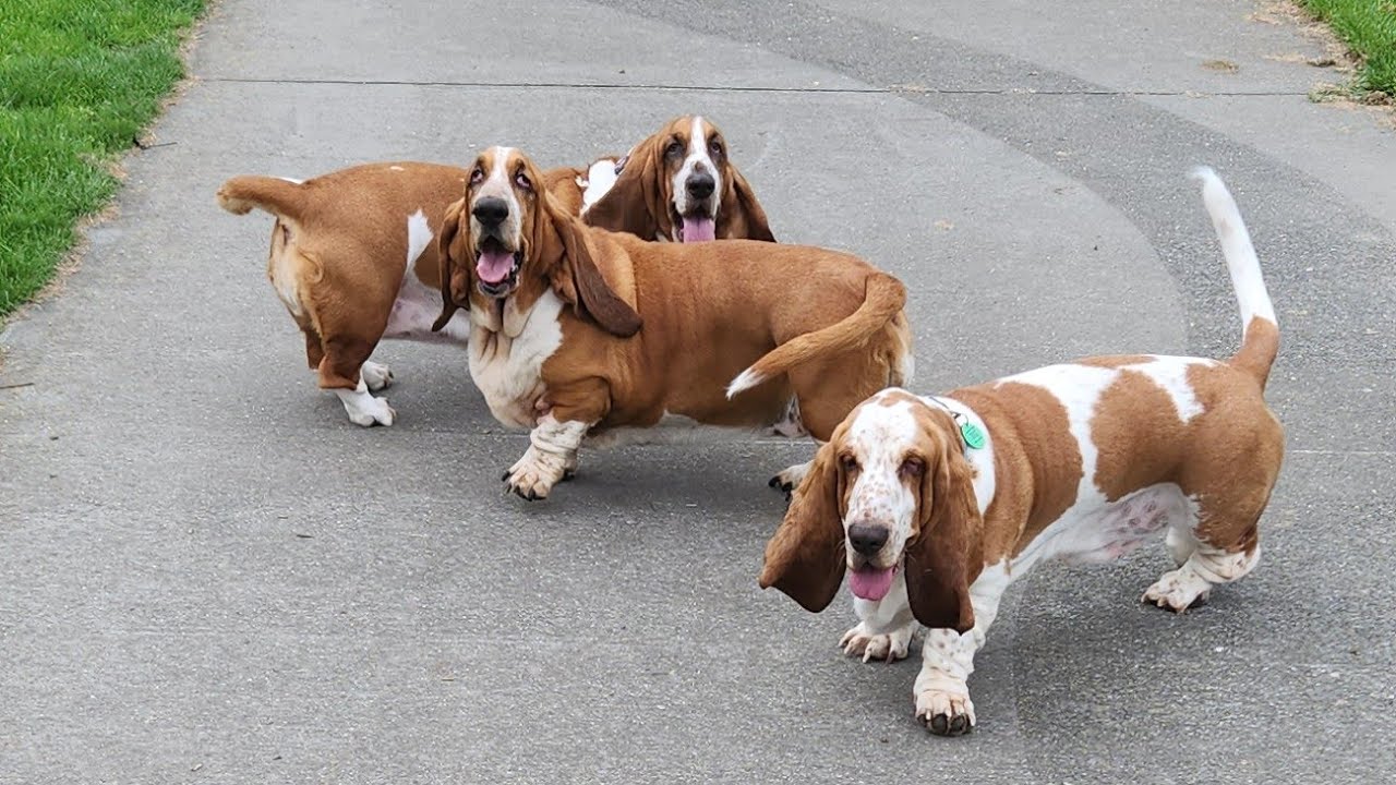 Basset Hound Buffoonery - YouTube