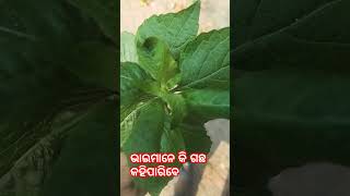 କି ଗଛ କହିପାରିବେ ଯେଉଁମାନେ comment Like Subscribe #short#418