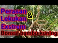 Perasan lekukan ekstrim bonsai bambu kuning