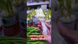 বোতলে রসুন চাষ করবেন কিভাবে ? growing garlic #facts #gardening #shorts