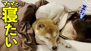 【かわいい】ママと寝たいとくっつく柴犬が愛おしい