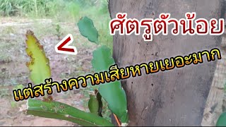 ศัตรูพืชแก้วมังกร|Im Channel