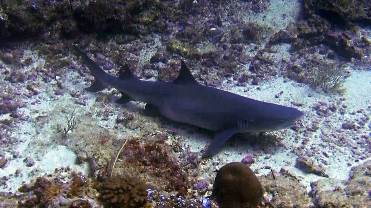 Diving Gili Islands - Shark Point - YouTube