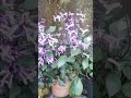 plectranthus plant mona lavender flowering plants easy to propagate contact no 9656143314