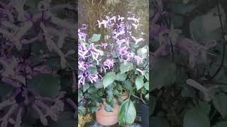 plectranthus plant#Mona Lavender #flowering plants# easy to propagate #contact no 9656143314