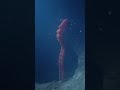 diver get caught by a colossal squid shorts thalassophobia