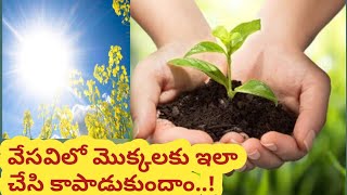 వేసవిలో మొక్కలకు ఎలాంటి కేర్ అవసరం? Summer Gardening TIPS on How to Care Your Plants in Summer