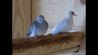 gołąbek diamentowy, parka gołąbków w wolierze domowej,Diamond Dove in the aviary,