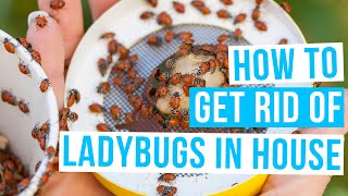 How to GET RID OF LADYBUGS IN HOUSE