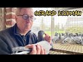 Gerard Koopman Racing Pigeon : The Unstoppable Gerard Koopman and His Champion Lineage .