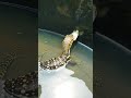 BIAWAK MAKAN DI TANGAN #shorts