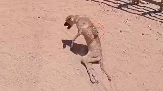 Bit the kitten, so her owner beat her paralyzed, bones exposed, then left her suffering alone!!