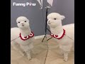 cute alpaca going around funny tiktok video compilation about animal s life funny paw