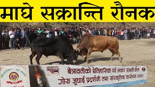 नुवाकाेटमा माघे सक्रान्तिकाे राैनक : गोरु जुधाई । Maghe Sankranti in Nuwakot । Bull Fighting