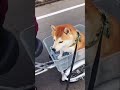 三輪車にはじめて乗った柴犬 shibainu riding a tricycle for the first time.