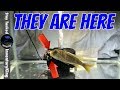 WATCH THIS CICHLID FISH PROTECT HER OFFSPRING