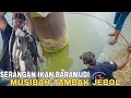 Tambak Jeboll....!! Ikan Baramudi Kelaparan Di Sepanjang Sungai