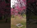 Ganda ng mga Cherry Blossoms #Sakura #Taiwan #HsinchuPark #Nature #HapAdventures