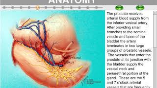 prostate anatomy