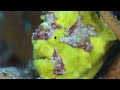 why frogfish are the ultimate ambush hunters discover special