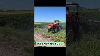 【タイヤが見えない】大豆の殺虫剤＆紫斑病の防除！【盈科】 #農業 #大豆 #防除