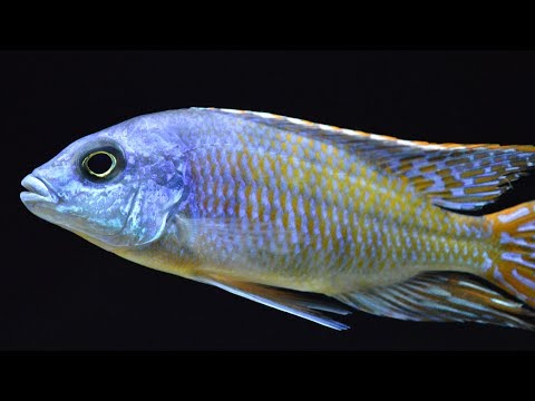 How to Make Your Aquarium Water Look As Clear As Air How to Make Your Aquarium Water Look As Clear As Air