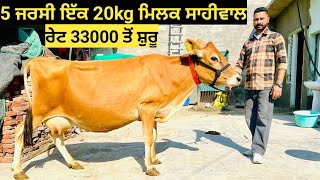 5 ਜਰਸੀ ਗਾਵਾਂ ਇੱਕ#20kg ਮਿਲਕ ਸਾਹੀਵਾਲ ਵੱਛੀ ਰੇਟ ਸਿਰਫ 33000 ਤੋਂ ਸ਼ੁਰੂ !! 5 Jersey cow's for sale ||