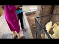 இங்க போனா நீங்க குழந்தையா மாறிடுவீங்க rajali birds park thanjavur tamil vlog 2024