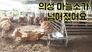 송아지가 어미 소로부터 독립하는 날. 그 과정을 한박농장에서 지켜 보았습니다.