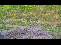 菜の花の土手を飛ぶコミミズク short eared owl