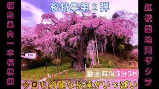 【桜特集第２弾　西の横綱紅枝垂地蔵ザクラ遂に登場　綺麗な桜あるから見ていってくだんしょ】