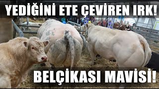 Yediğini Ete Çeviren İnek Irkı Belçika Mavisi! En Etçi İnek Irkı / Fuar Özel