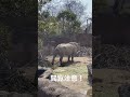 【閲覧注意】ライくんのアレ 2023.3.10 天王寺動物園 クロサイ ライ shorts