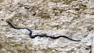 Black Whip Snake (Dolichophis jugularis) - Θερκό - Μαύρο φίδι - Cyprus