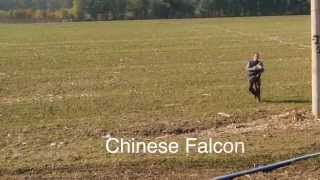 Chinese Falcon