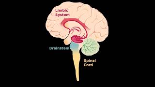 Vibrations and resonances that improve the flow of energy in the limbic system