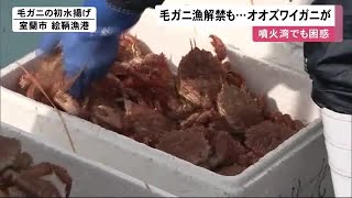 毛ガニ漁解禁！…しかし、ここでも\