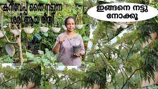 കറിവേപ്പ് ഇങ്ങനെ നട്ടാൽ 100% റിസൾട്ട്‌ ഉറപ്പ് | CURRYLEAVES | EP. NO. 86