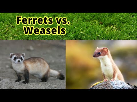 What’s the difference between a mongoose and ferret?