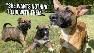 She Disowned Her Puppies?