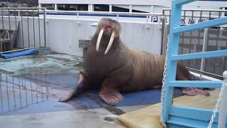 【笑うセイウチ＆体重測定＠鳥羽水族館】Laughing Walrus in Toba Aquarium