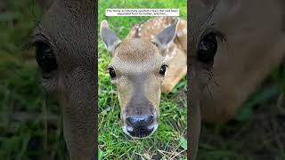 This family adopted a fawn that had been separated from its mother #deer #babydeer #shorts