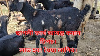 ছাগলী পালন সহজ নহয়। কষ্ট আৰু ধৈয্য লাগিব। @Goat farming Das Agro Farm