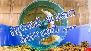 എന്റെ ഹാംസ്റ്റർ/my hamster/malayalam