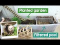 Making my rats a planted garden with a filtered pool