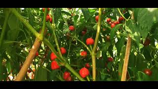 Skyward Cherry Type High Yield Spicy Red Fruit Hot Chilli Pepper Seeds F1-Vegetable Seeds #seeds