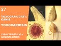 Toxocara a parasite in dogs and cats