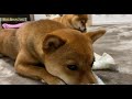 柴犬いちご、独特な綱引き。