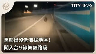 黑熊出沒低海拔地區！ 闖入台9線舞鶴路段｜每日熱點新聞｜原住民族電視台